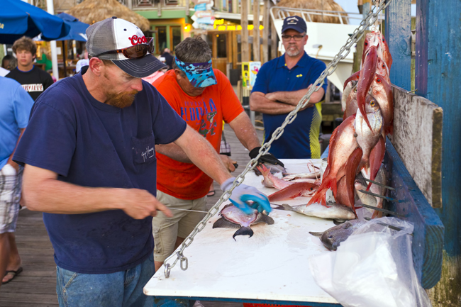 Big catch on the party boat destin